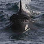 Researchers chart advances in marine mammal genetic sequencing